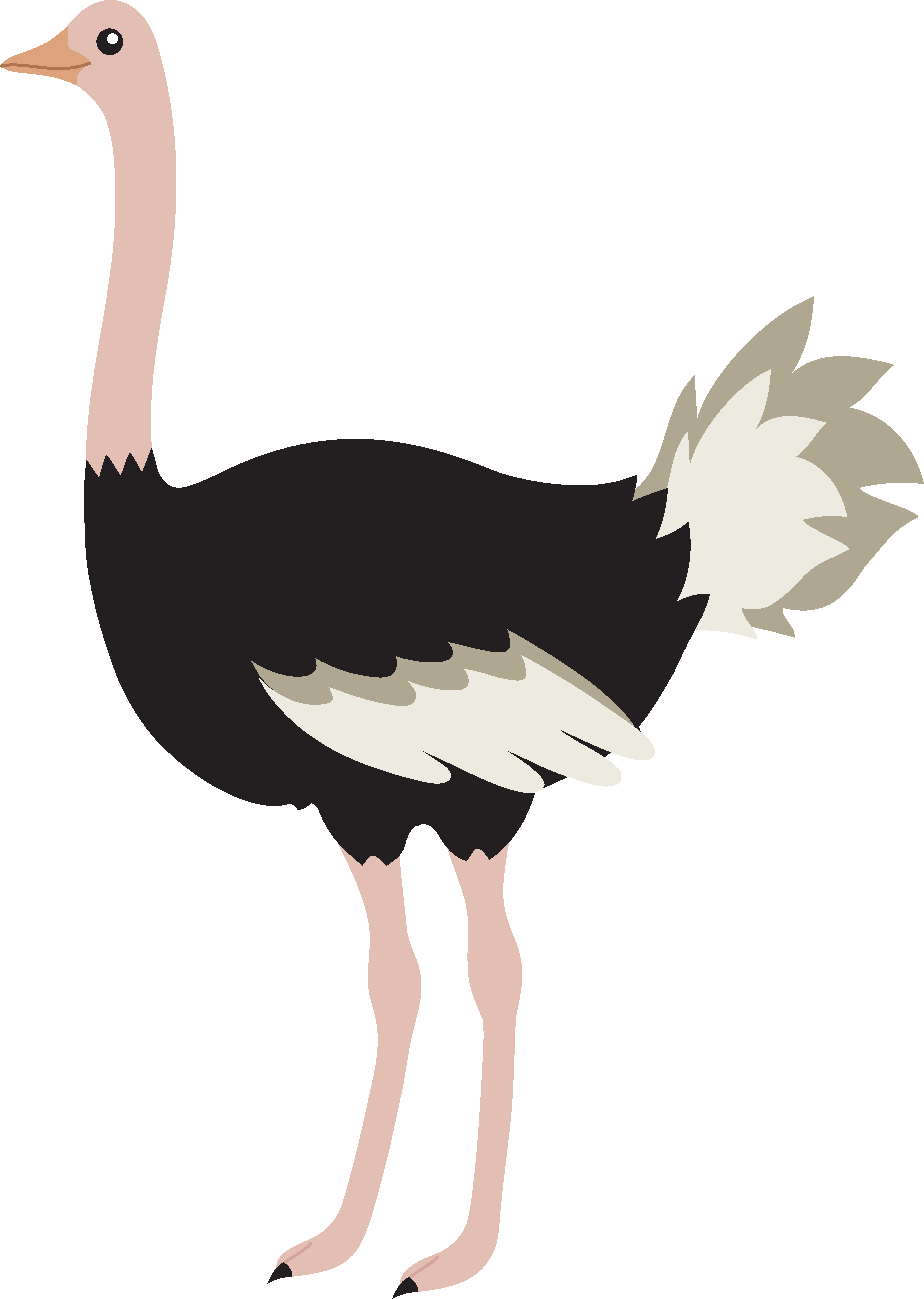 Ostrich Png Image - Ostrich Clipart (4633x6510), Png Download