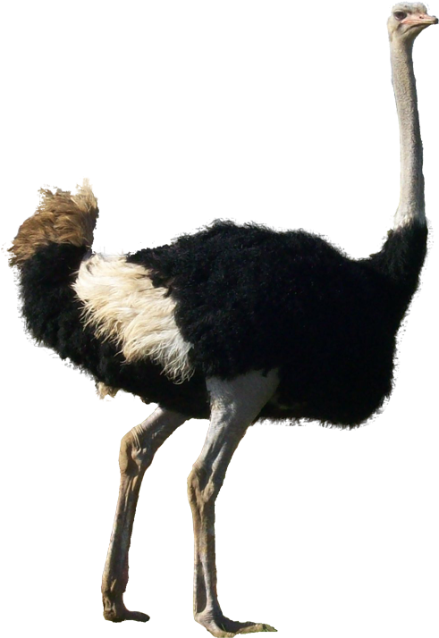 Ostrich Transparent Background - Autruche Png (503x726), Png Download