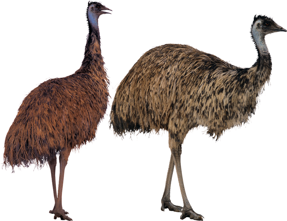Ostrich Png Transparent Image - Big Bird Sesame Street (1200x899), Png Download