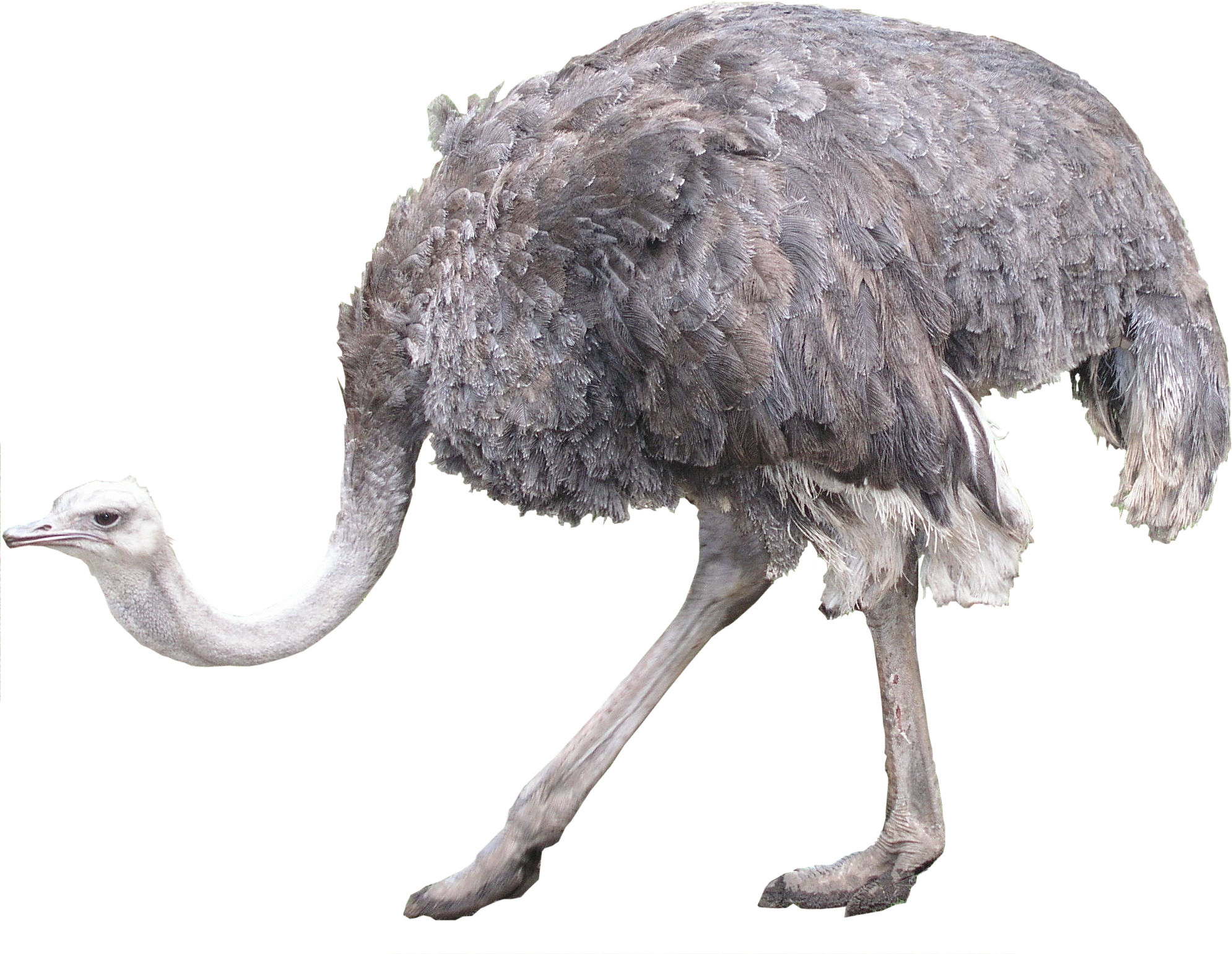 Ostrich Png (1990x1541), Png Download