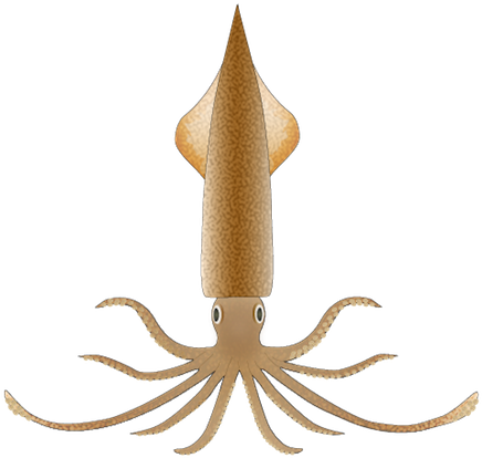 Spear Squid - Giant Squid (450x463), Png Download