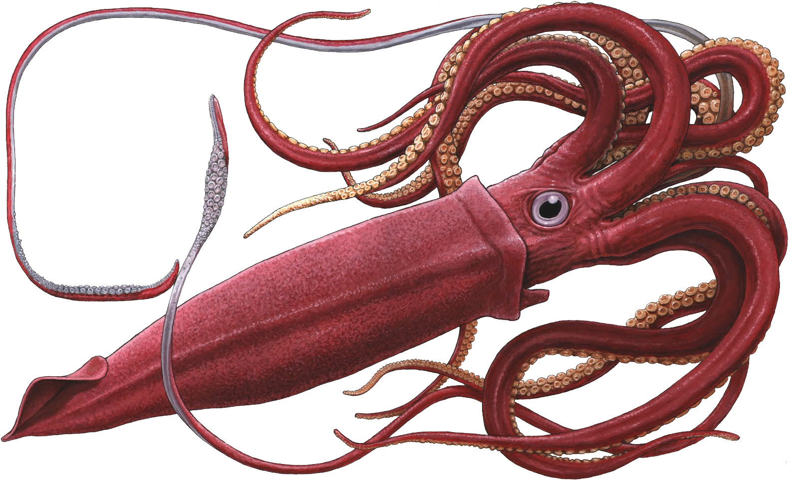 Squid Png - Giant Squid Png (1600x974), Png Download