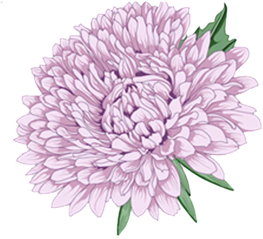 Delicate Purple Hand Drawn Chrysanthemum Decorative - Moutan Peony (1024x1540), Png Download