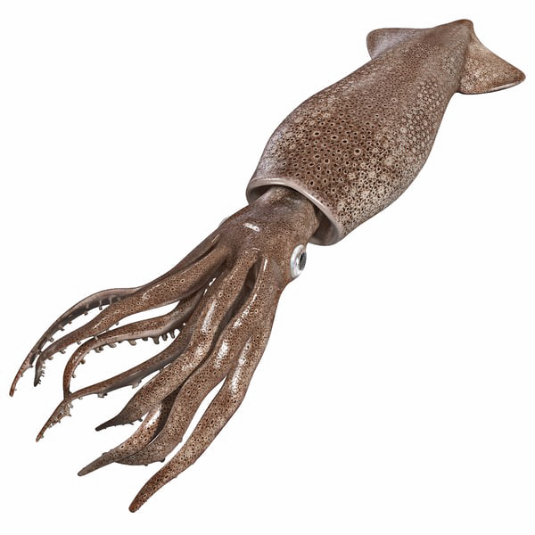 Squid 3d Model Free (600x600), Png Download