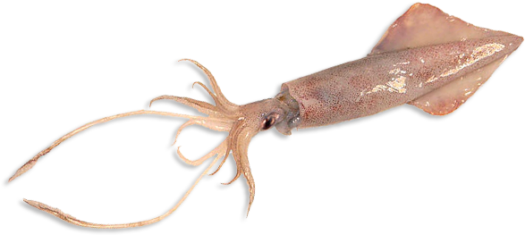 Giant Squid Png - Imagenes De Calamar Png (640x400), Png Download
