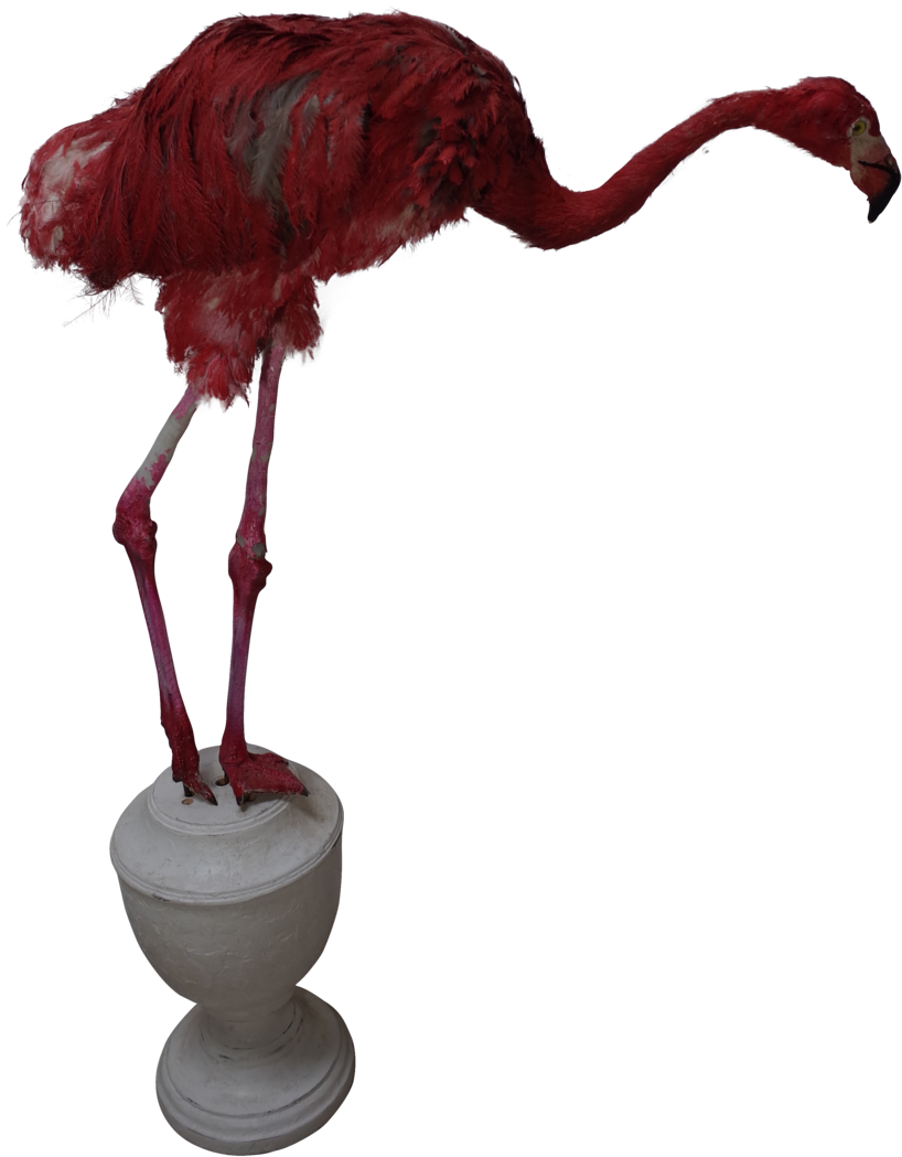 Taxidermy Young Ostrich Dressed As A Pink Flamingo - Ostrich (1024x1161), Png Download