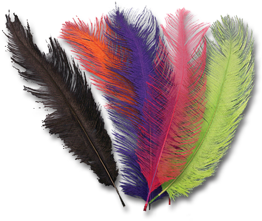 Ostrich Plumes - Feather (600x600), Png Download