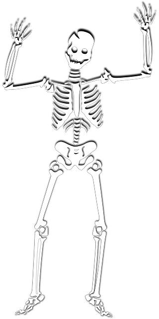 Skeleton, Halloween, Witch, Corps, Ghost, Skull, Spooky - White Skeleton Png (320x640), Png Download