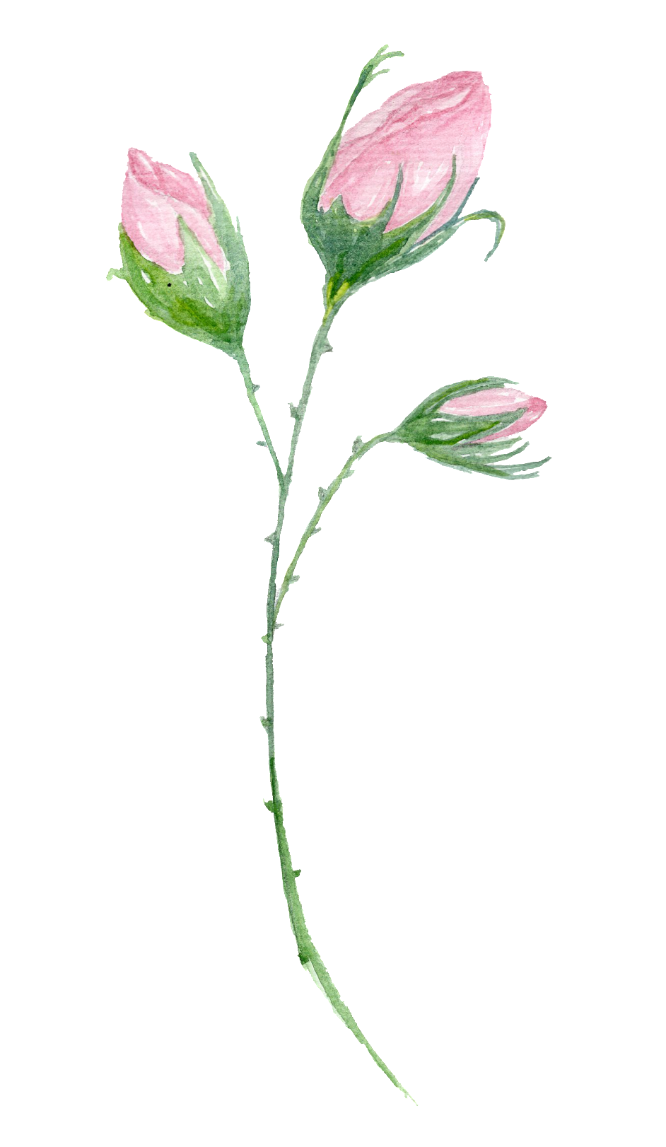 Transparent Decorative For A Stamen - Clip Art (1024x1695), Png Download