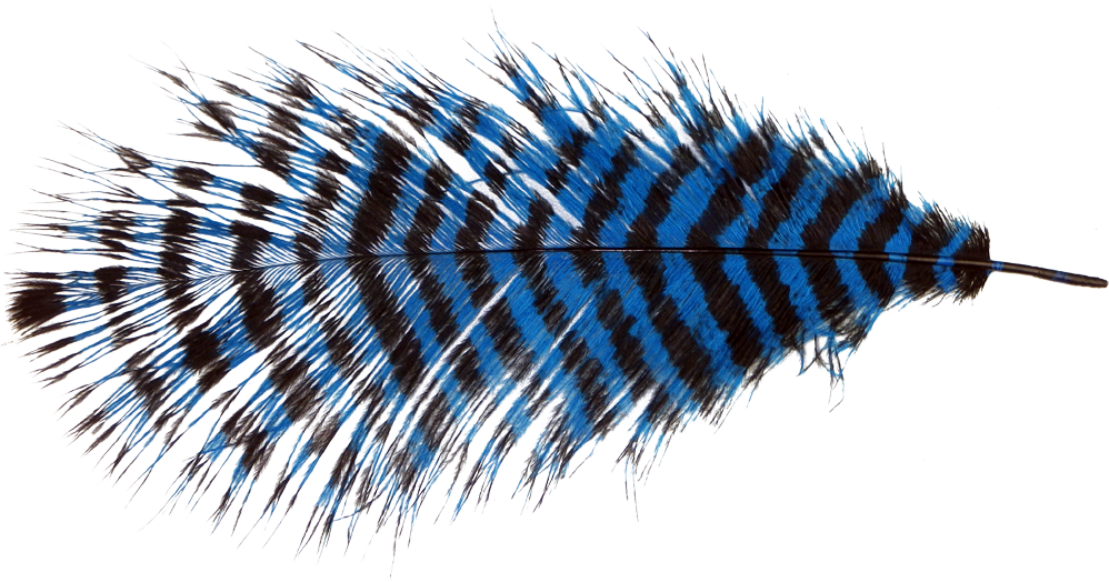Fur Vector Ostrich Feather - Ostrich Feather Png (1000x531), Png Download