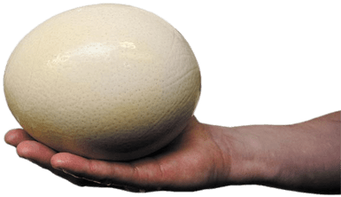 Ostrich Egg - Common Ostrich Egg (400x400), Png Download