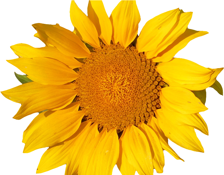 Sunflower Isolated Object Png - Png Object (800x600), Png Download