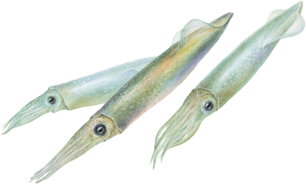 Monterey Bay Aquarium (439x265), Png Download