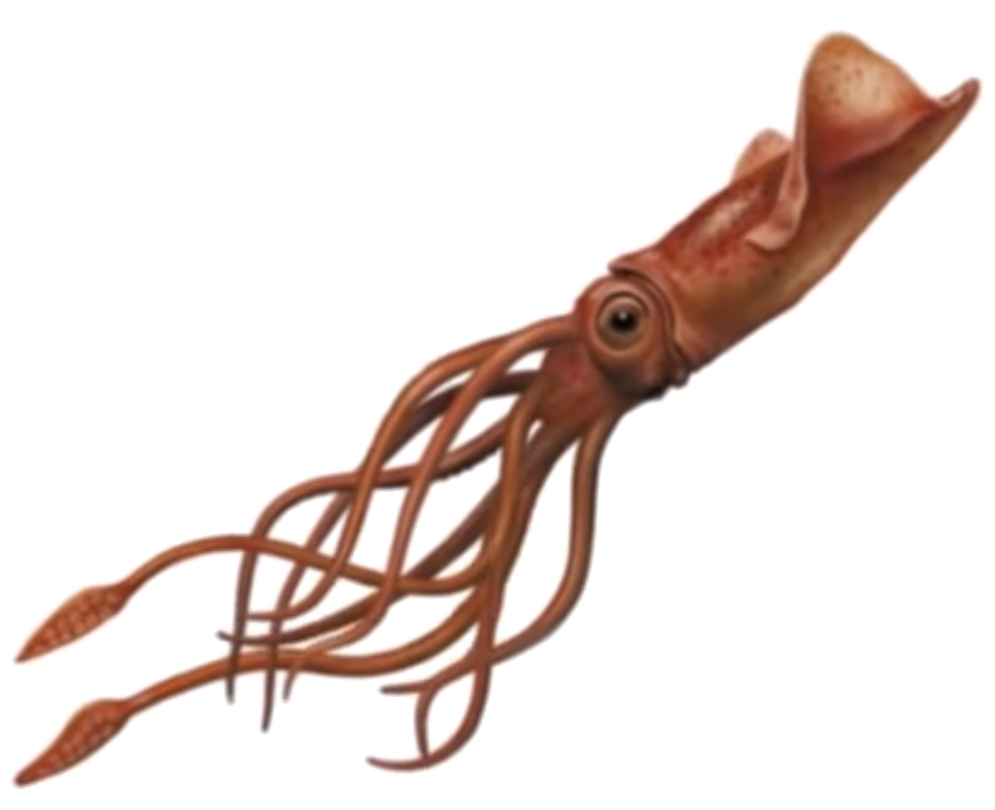 Squid Png Image - Squid Png (1078x828), Png Download