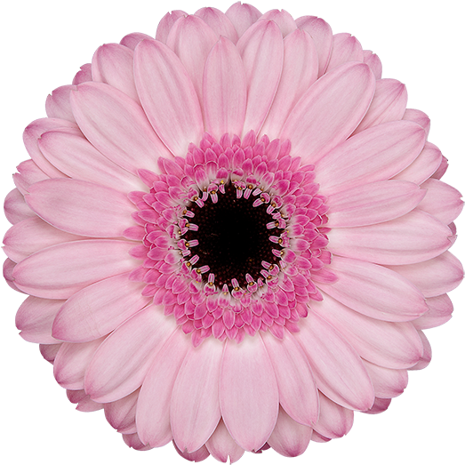 Rosario® - Rosario Gerbera (600x600), Png Download