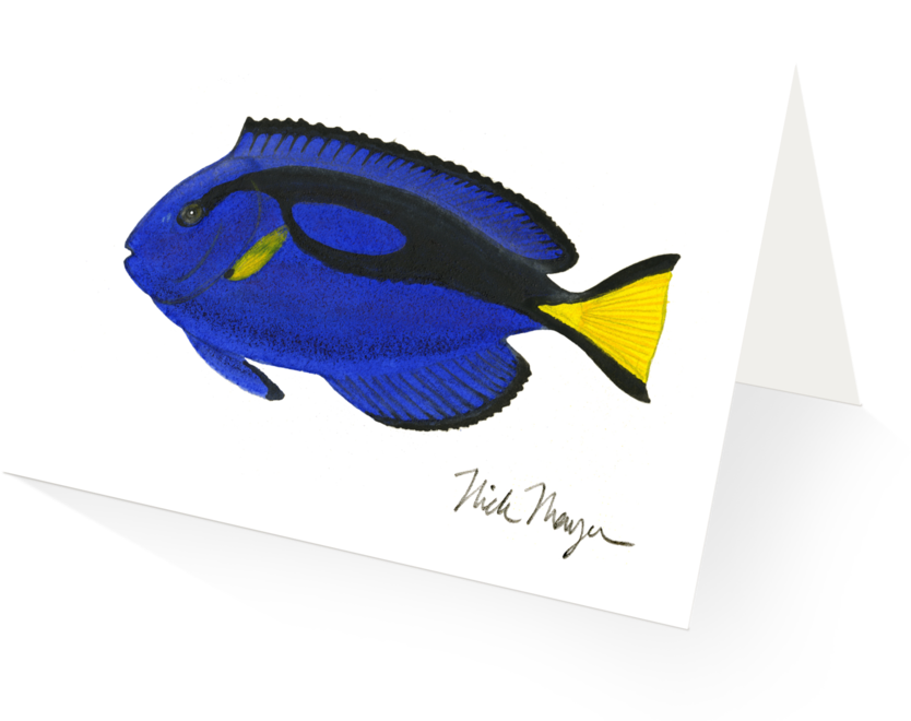 Blue Tang - Illustration (1024x825), Png Download