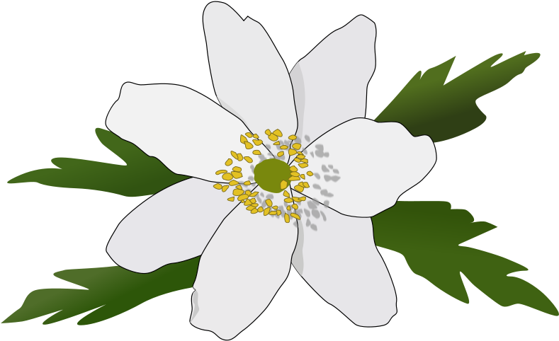 Free Clipart - Anemoner Clipart (800x491), Png Download