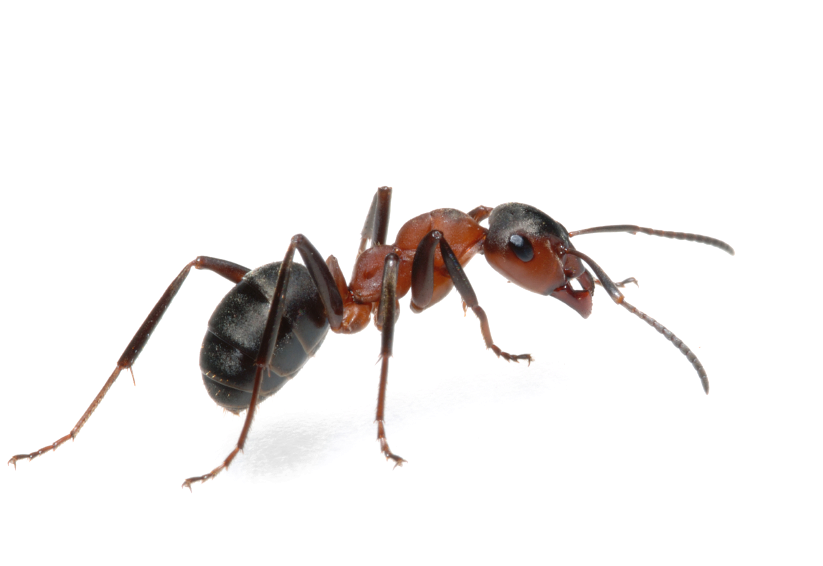 Crayola Marker Clipart - Ant Png (849x565), Png Download