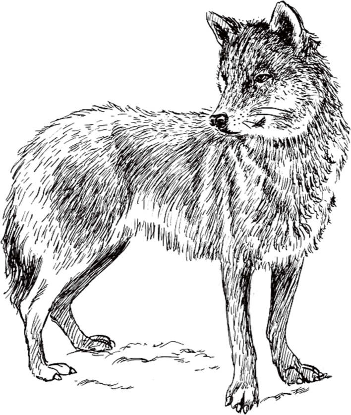Arctic Wolf Coyote Iberian Wolf Wolf Walking Clip Art - Real Animal Colouring Pages (903x941), Png Download
