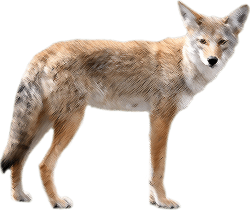 Coyote En Png (500x419), Png Download