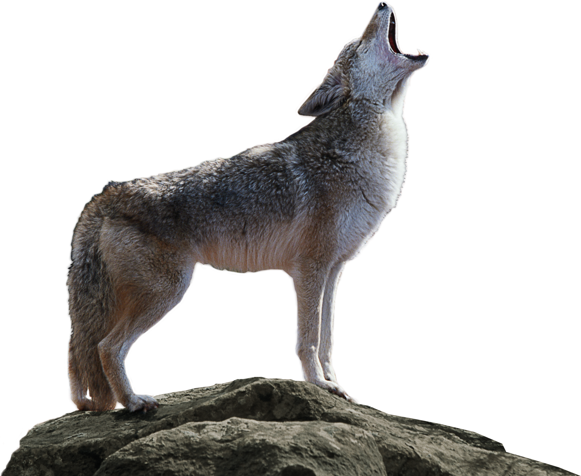 Coyote Png Transparent (1880x1535), Png Download