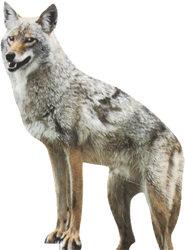 Coyote Transparent (500x500), Png Download