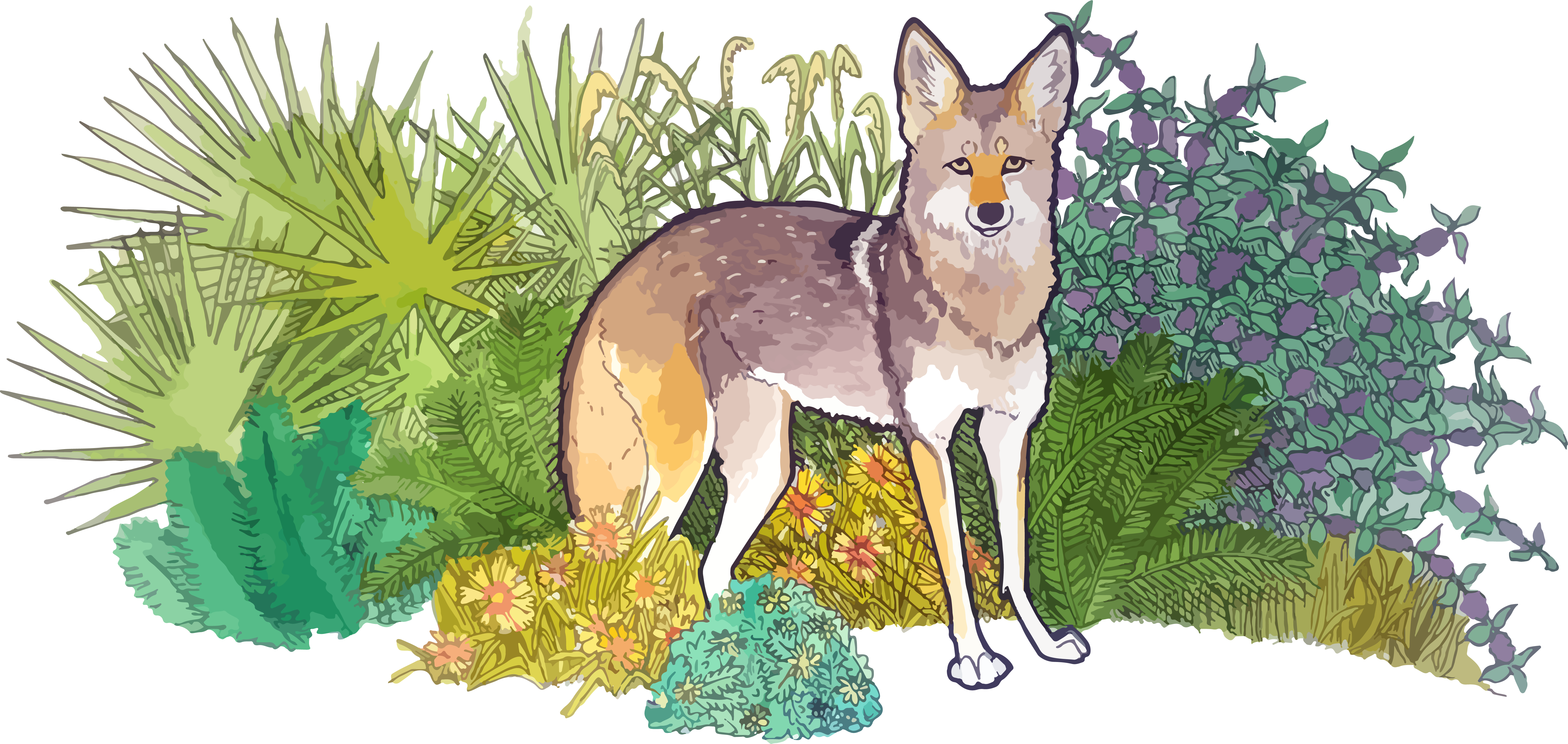 Print Design - Swift Fox (6099x2894), Png Download