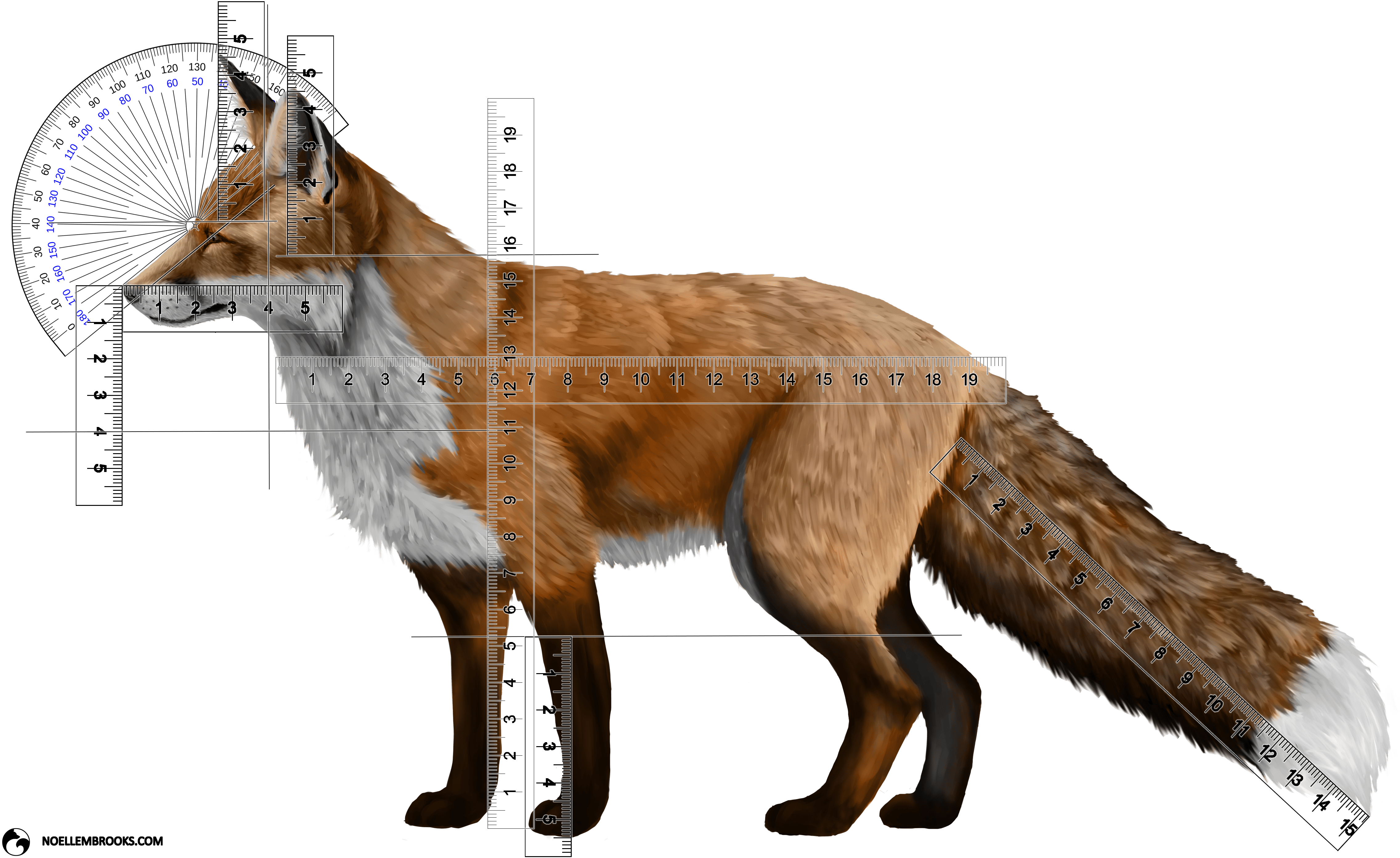 Fox Domestication And Pet Ownership (4568x2830), Png Download