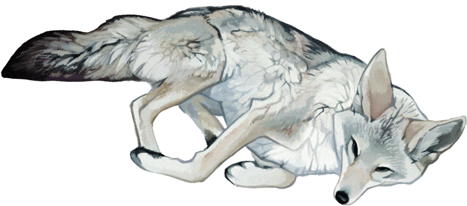 Justine Lee Hirten Illustration Coyote Drawing, Art - Mangy Coyote Art (960x454), Png Download