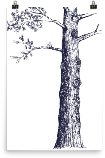Download Pine Tree Sketch Illustration Png Image With No Background Pngkey Com