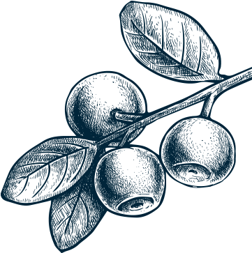 How Our Co-op Works - Sketch Drawing Of Berries (400x400), Png Download