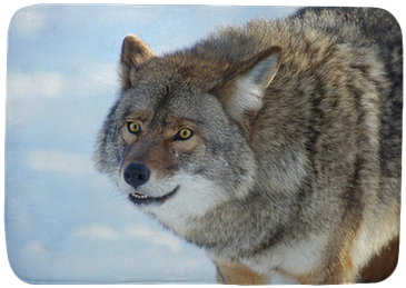 Coyote (400x400), Png Download