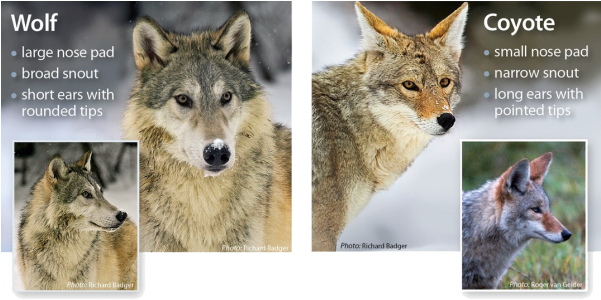 Resizedimagewzywmcwzmtnd Coyote Vs Wolf - Wolves And Coyotes (600x313), Png Download