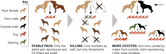 Ocr L Coyote Reproduction - Non Lethal Predator Control (588x213), Png Download