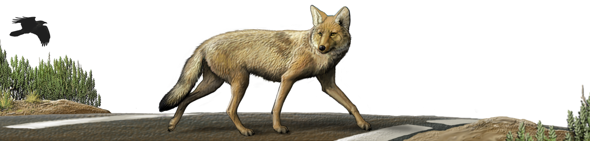 Coyote Crossing (1884x450), Png Download