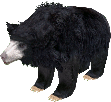 Sloth Bear - Car (434x434), Png Download