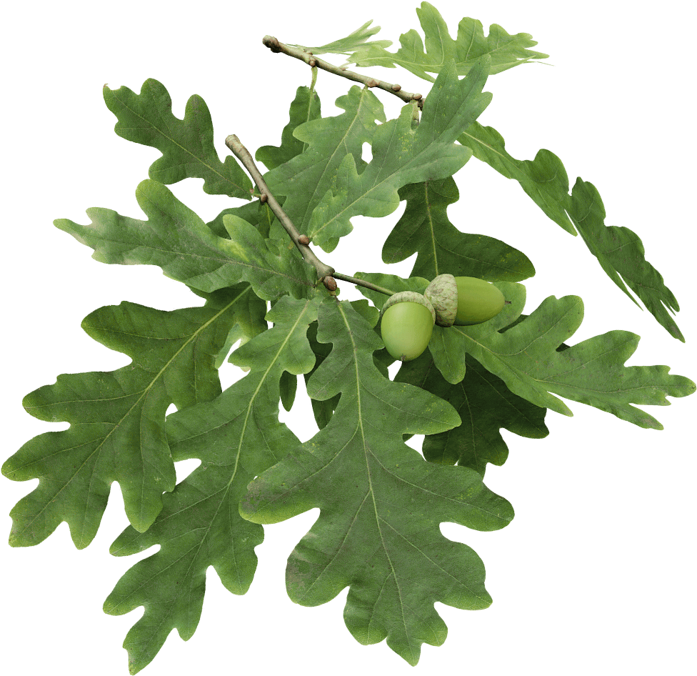The Grove 3d On Twitter - Oak Branch Png (1024x1024), Png Download