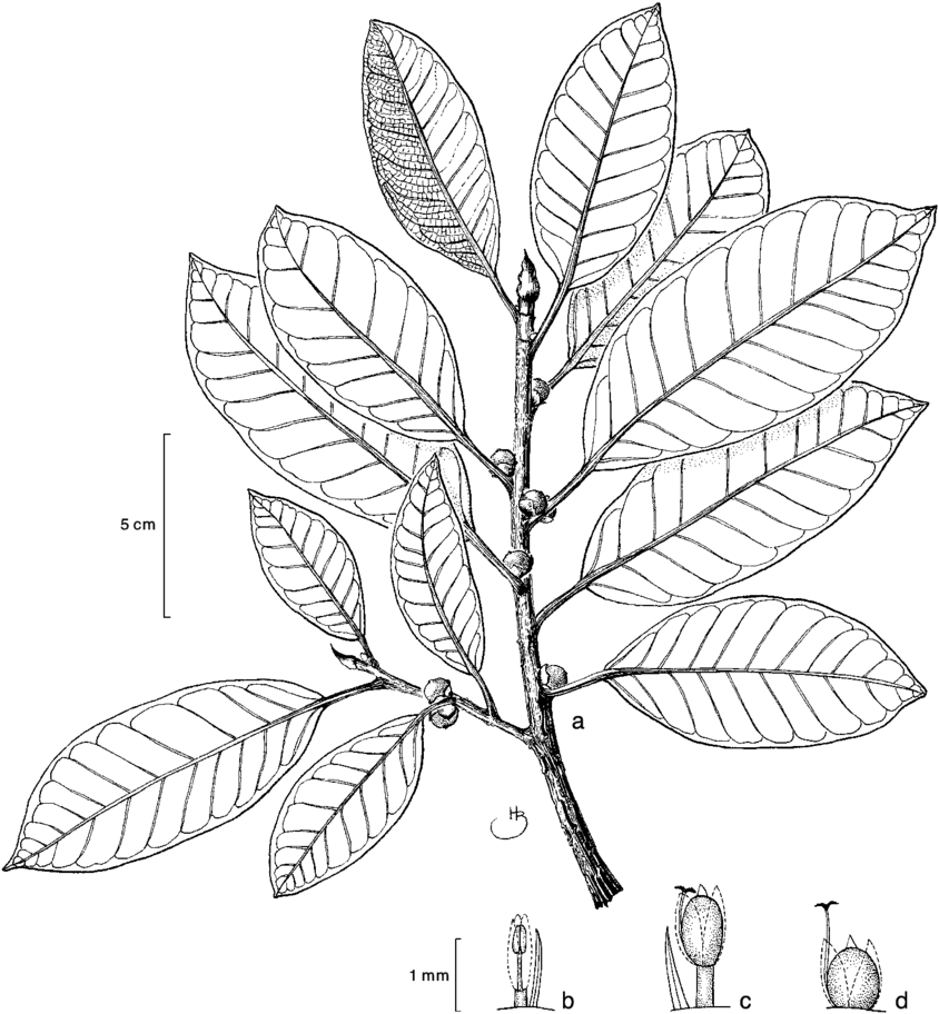 Leafy Twigs With Figs - Line Art (850x919), Png Download