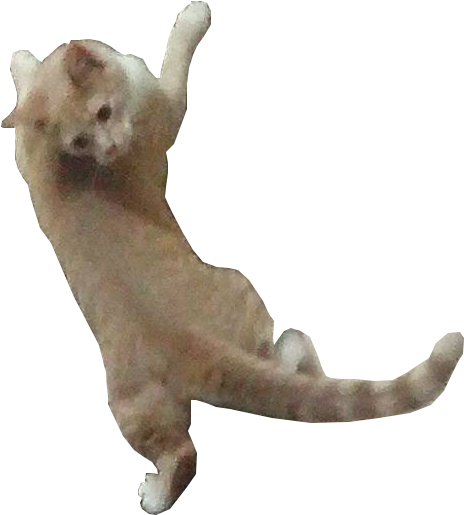 Cat On Imgur - Dog Catches Something (1944x2592), Png Download