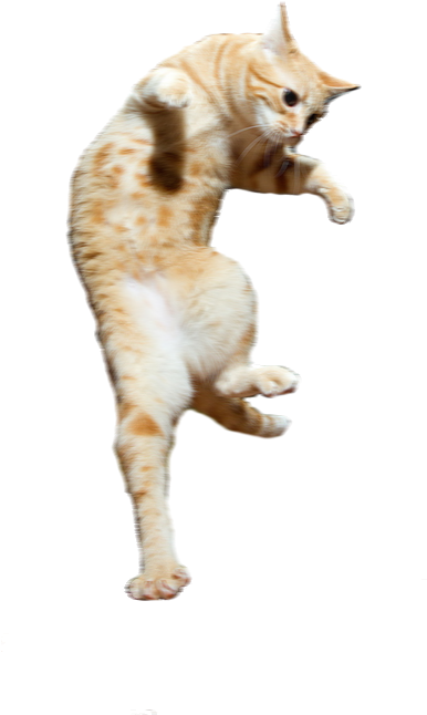Picture - Cat (500x750), Png Download