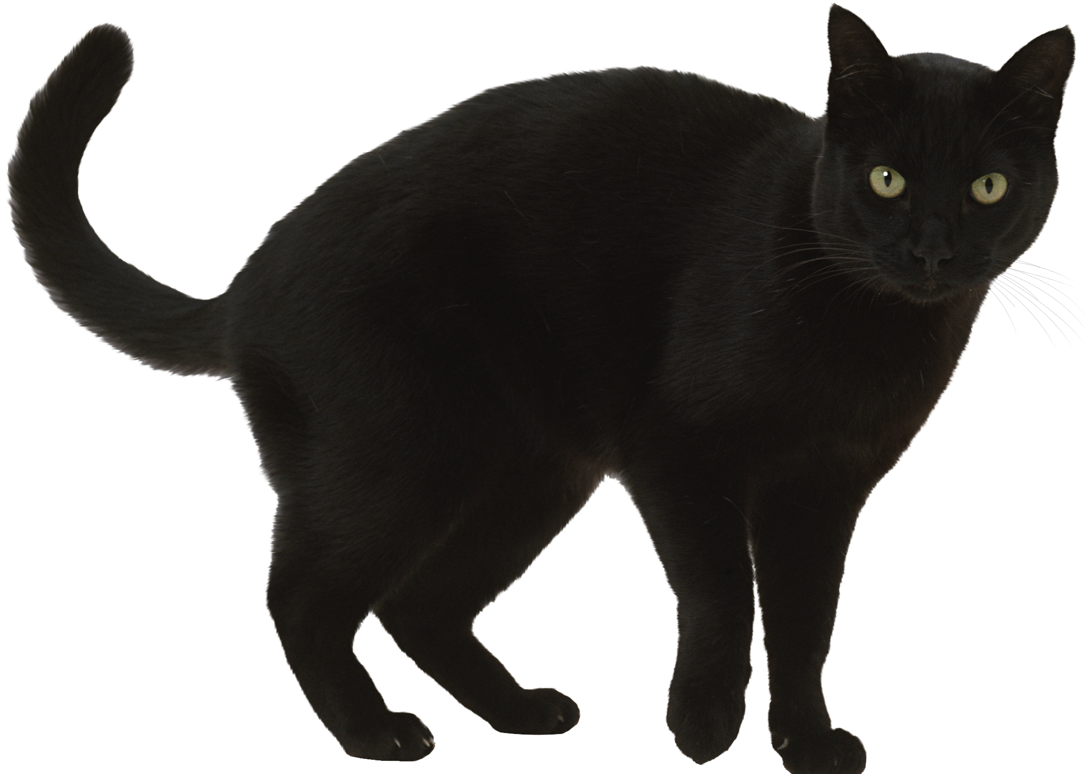 Black Cat By Sylvana Creation-daeh3zy - Average Size For Cat (2384x1536), Png Download