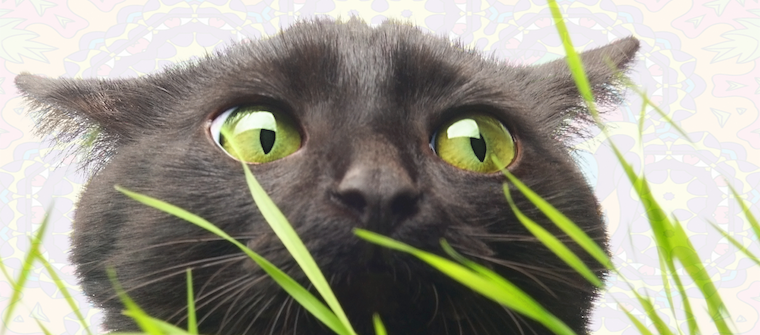 Cat Facts - Cat (760x335), Png Download