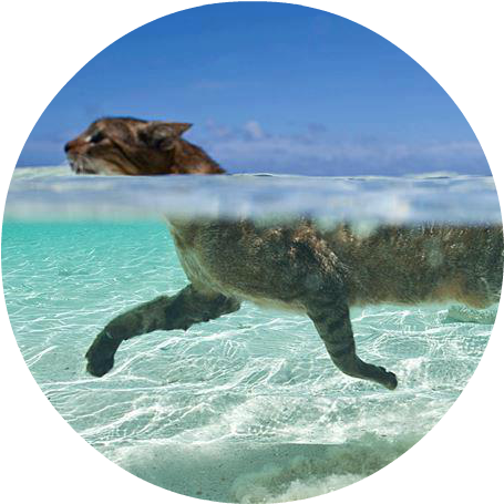 Cat Inw Atercvvcxfd - Swimming Cat (480x480), Png Download
