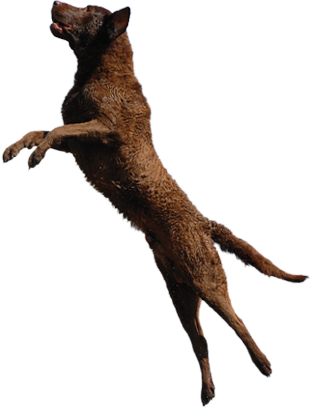 Dog Bg Photo Anbum - Puma (312x418), Png Download