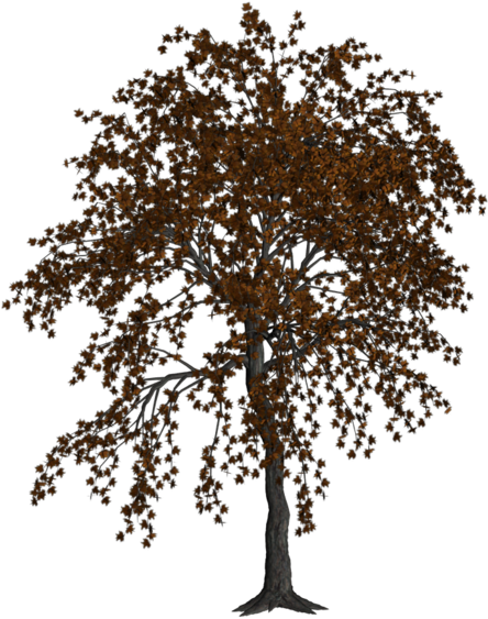 Autumn Tree By Cimarron - Autumn Tree (900x601), Png Download