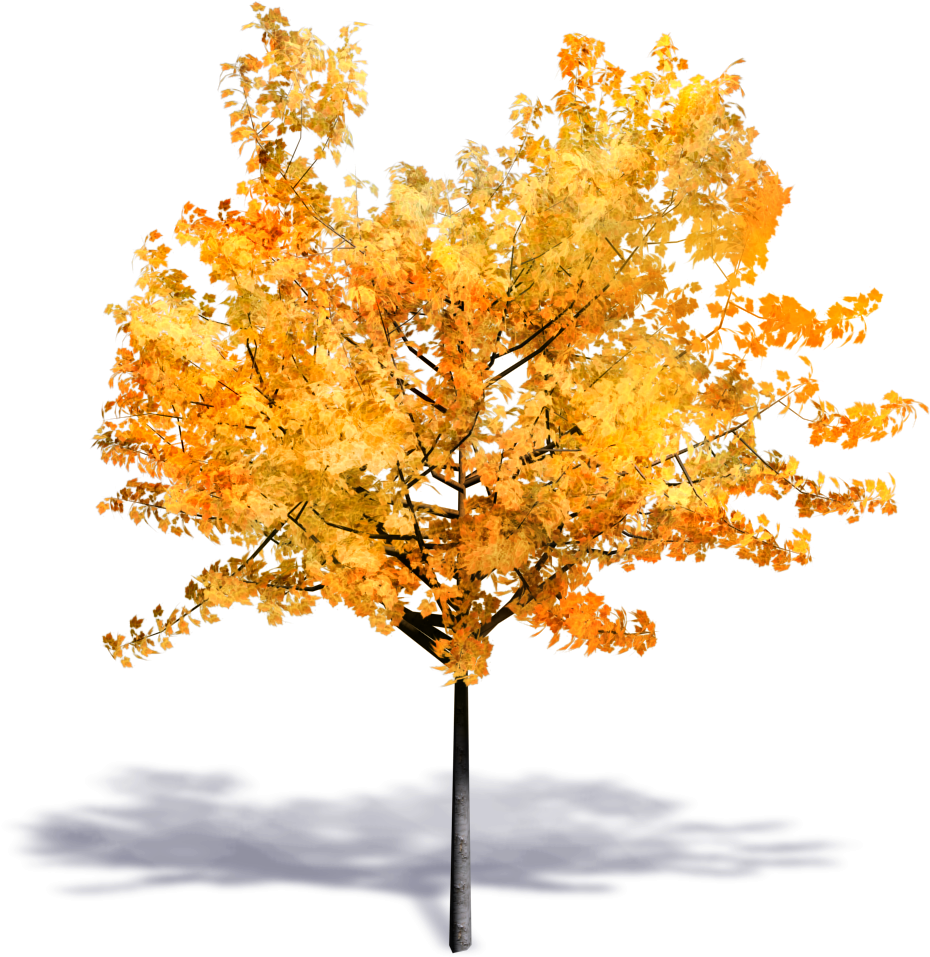 Generic Autumn Tree - О́сень Png (1000x1000), Png Download