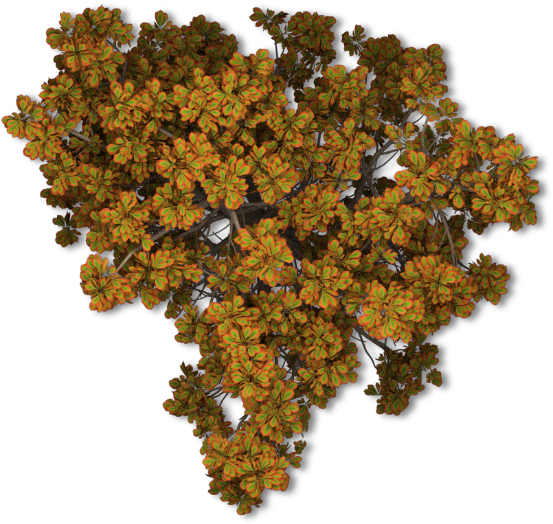 Download Fall Tree Png 44 Chestnut Tree Autumn Fall Tree Png Drawing Png Image With No Background Pngkey Com