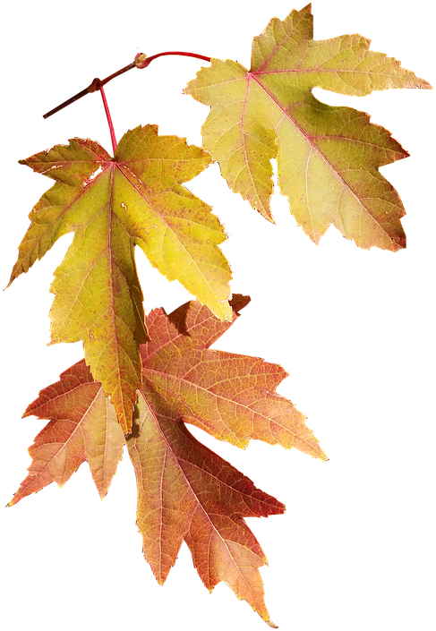 Leaves, Autumn, Fall, Nature, Season, Tree - Autumn (531x720), Png Download