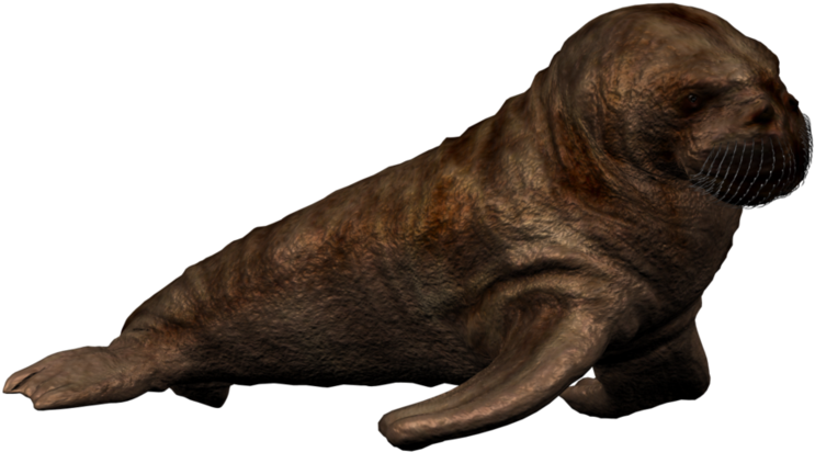 Walrus Png Photo - Walrus Calf Png (885x903), Png Download