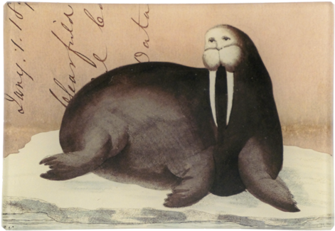 Walrus Letter Walrus Letter - Walrus Letter Mini Tray (500x500), Png Download